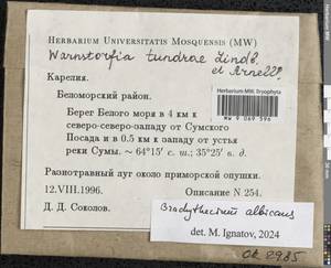 Brachythecium albicans (Hedw.) Schimp., Bryophytes, Bryophytes - Karelia, Leningrad & Murmansk Oblasts (B4) (Russia)