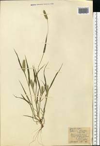 Setaria viridis (L.) P.Beauv., Eastern Europe, South Ukrainian region (E12) (Ukraine)