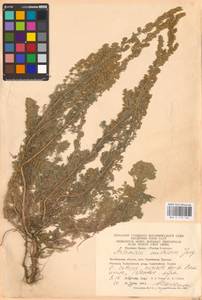 Artemisia austriaca Jacq., Eastern Europe, Eastern region (E10) (Russia)