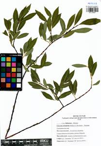Chosenia arbutifolia (Pall.) A. K. Skvortsov, Siberia, Baikal & Transbaikal region (S4) (Russia)