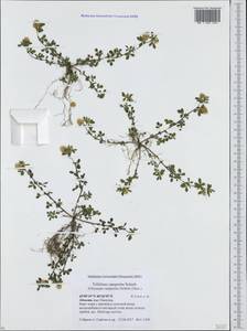 Trifolium campestre Schreb., Caucasus, Abkhazia (K4a) (Abkhazia)