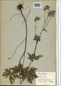 Aconitum nemorum Popov, Middle Asia, Northern & Central Tian Shan (M4) (Kyrgyzstan)
