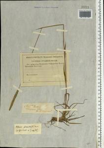 Phleum phleoides (L.) H.Karst., Eastern Europe, North-Western region (E2) (Russia)