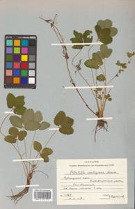 Potentilla centigrana Maxim., Siberia, Russian Far East (S6) (Russia)