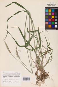 Hordelymus europaeus (L.) Jess. ex Harz, Eastern Europe, Belarus (E3a) (Belarus)