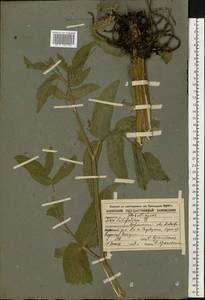 Sium latifolium L., Eastern Europe, Central forest-and-steppe region (E6) (Russia)