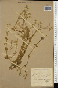 Cerastium glomeratum Thuill., Caucasus, Black Sea Shore (from Novorossiysk to Adler) (K3) (Russia)