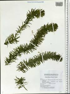 Elodea densa (Planch.) Casp., Siberia, Russian Far East (S6) (Russia)