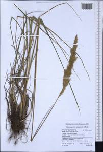 Calamagrostis epigejos (L.) Roth, Western Europe (EUR) (Italy)