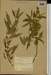 Salix silesiaca Willd., Eastern Europe, Central region (E4) (Russia)