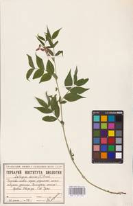 Lathyrus vernus (L.) Bernh., Eastern Europe, Eastern region (E10) (Russia)