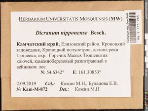 Dicranum nipponense Besch., Bryophytes, Bryophytes - Chukotka & Kamchatka (B21) (Russia)