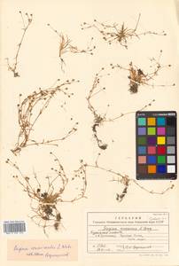 Sagina maxima subsp. crassicaulis (S. Watson) G. E. Crow, Siberia, Russian Far East (S6) (Russia)