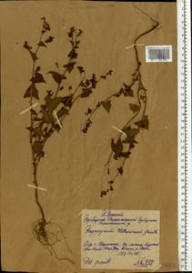 Fagopyrum tataricum (L.) Gaertn., Eastern Europe, Central forest-and-steppe region (E6) (Russia)