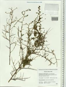 Nitraria sibirica (DC.) Pall., Siberia, Baikal & Transbaikal region (S4) (Russia)