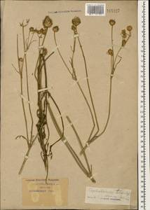 Cephalaria transsylvanica (L.) Schrad. ex Roem. & Schult., Caucasus, Krasnodar Krai & Adygea (K1a) (Russia)