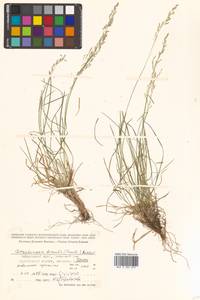 Deschampsia cespitosa subsp. cespitosa, Siberia, Russian Far East (S6) (Russia)