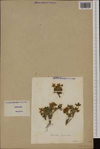 Potentilla sterilis (L.) Garcke, Western Europe (EUR) (Italy)