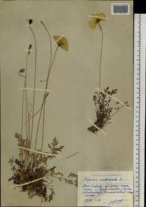 Oreomecon nudicaulis subsp. nudicaulis, Siberia, Yakutia (S5) (Russia)