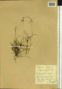 Luzula rufescens Fisch. ex E. Mey., Siberia, Yakutia (S5) (Russia)