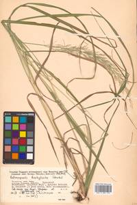 Calamagrostis arundinacea (L.) Roth, Siberia, Russian Far East (S6) (Russia)