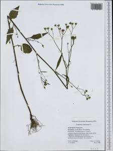 Lapsana communis, Western Europe (EUR) (Germany)