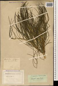 Ephedra procera C.A.Mey., Caucasus (no precise locality) (K0)