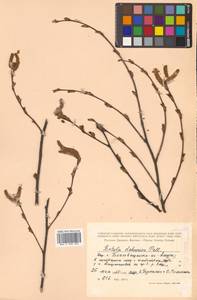 Betula davurica Pall., Siberia, Russian Far East (S6) (Russia)