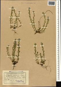 Polygala caucasica Rupr., Caucasus, Stavropol Krai, Karachay-Cherkessia & Kabardino-Balkaria (K1b) (Russia)