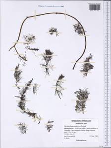 Myriophyllum sibiricum Komarov, America (AMER) (United States)