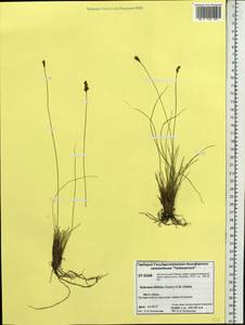 Carex macroprophylla (Y.C.Yang) S.R.Zhang, Siberia, Central Siberia (S3) (Russia)