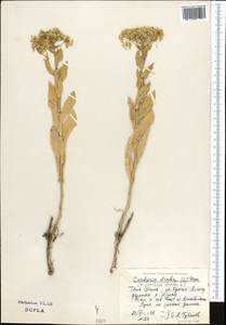 Lepidium draba L., Middle Asia, Northern & Central Tian Shan (M4) (Kazakhstan)