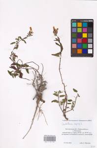 MHA 0 155 506, Scutellaria supina L., Eastern Europe, Central forest-and-steppe region (E6) (Russia)