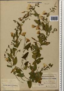 Convolvulus arvensis L., Caucasus, Azerbaijan (K6) (Azerbaijan)