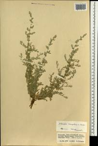 Artemisia mongolorum Krasch., Mongolia (MONG) (Mongolia)