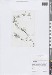 Ranunculus trichophyllus Chaix, Siberia, Baikal & Transbaikal region (S4) (Russia)