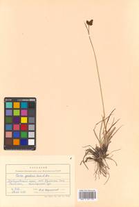 Carex gmelinii Hook. & Arn., Siberia, Russian Far East (S6) (Russia)