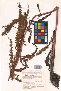 Rumex crispus L., Eastern Europe, Lower Volga region (E9) (Russia)