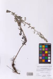 Artemisia abrotanum L., Eastern Europe, Moscow region (E4a) (Russia)