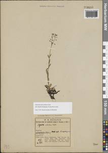Myosotis decumbens Host, Eastern Europe, Northern region (E1) (Russia)