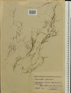 Zannichellia palustris L., Eastern Europe, Volga-Kama region (E7) (Russia)
