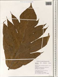 Artocarpus altilis (Parkinson) Fosberg, South Asia, South Asia (Asia outside ex-Soviet states and Mongolia) (ASIA) (Vietnam)