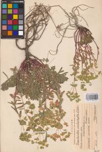 Euphorbia petrophila C.A.Mey., Eastern Europe, South Ukrainian region (E12) (Ukraine)