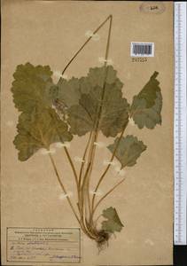 Primula matthioli subsp. turkestanica (Losinsk.) Kovt., Middle Asia, Western Tian Shan & Karatau (M3)