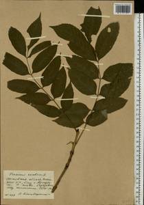 Fraxinus excelsior L., Eastern Europe, Moscow region (E4a) (Russia)