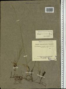 Leymus ramosus (K.Richt.) Tzvelev, Siberia, Altai & Sayany Mountains (S2) (Russia)