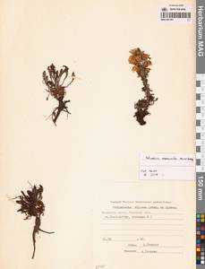 Pedicularis alopecuroides Steven ex Spreng., Siberia, Chukotka & Kamchatka (S7) (Russia)