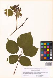 Rubus allegheniensis Porter, Eastern Europe, Moscow region (E4a) (Russia)