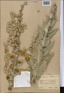 Verbascum songaricum Schrenk ex Fisch. & C.A.Mey., Middle Asia, Kopet Dag, Badkhyz, Small & Great Balkhan (M1) (Turkmenistan)
