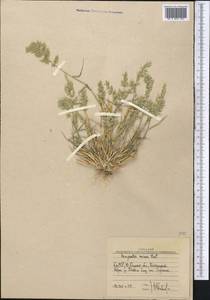 Eragrostis minor Host, Middle Asia, Western Tian Shan & Karatau (M3) (Uzbekistan)